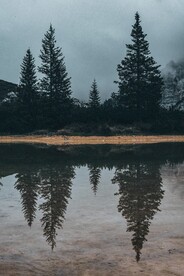 森林