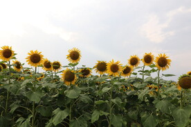 向日葵风光