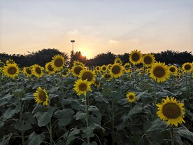 夕阳下的向日葵