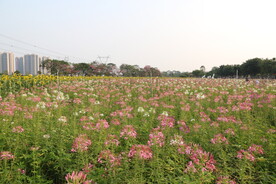 佛山郊外花海风光