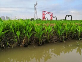 公园风光美人蕉