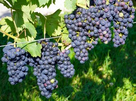 葡萄