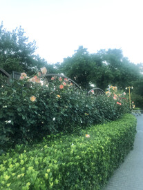 绿植