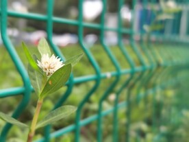 夏日绿色铁艺网和路边的野花