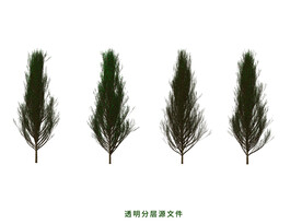 柏树