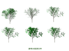 光腊树