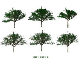 榕树