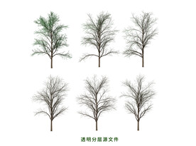 洋槐