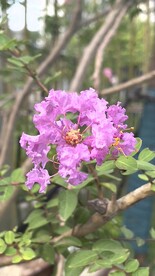 花朵
