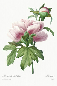 花卉