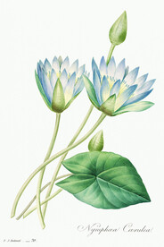 花卉