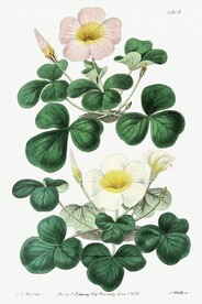 花卉