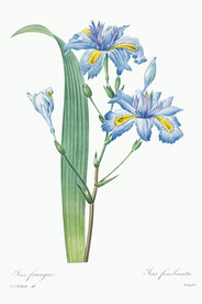 花卉