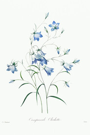 花卉