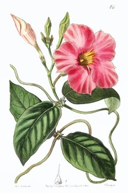花卉