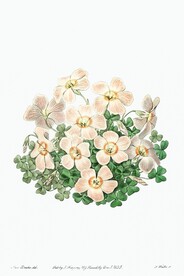花卉