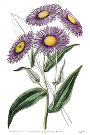 花卉