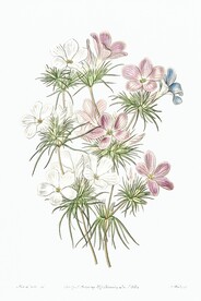 花卉