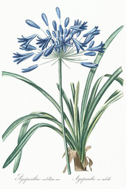 花卉
