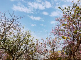 花海花世界