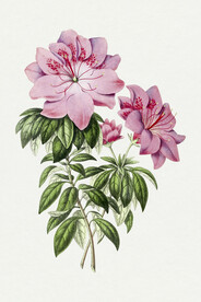 花卉