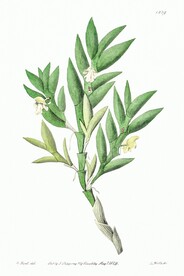 花卉