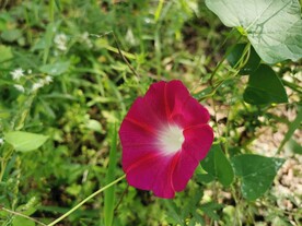 牵牛花