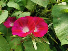 牵牛花