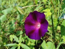 牵牛花