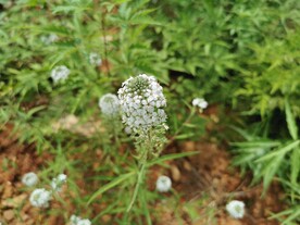 狭叶珍珠菜