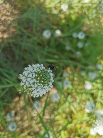 狭叶珍珠菜