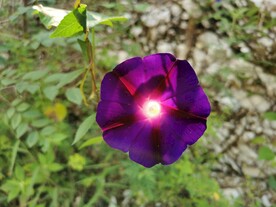 牵牛花