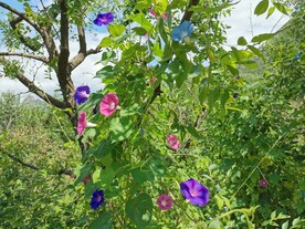 牵牛花丛