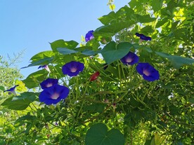 牵牛花丛