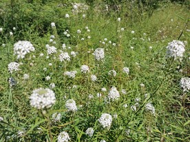 百花丛
