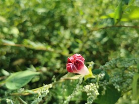 收缩的牵牛花