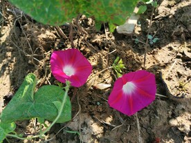 红色牵牛花