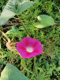 红色牵牛花