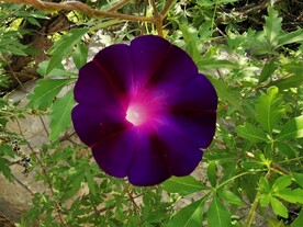 紫色牵牛花