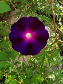 紫色牵牛花