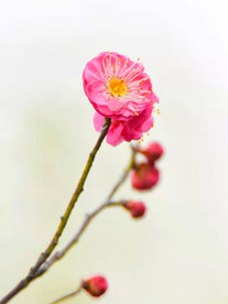 梅花图片  