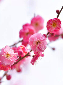 梅花图片