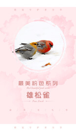 可爱鸟儿
