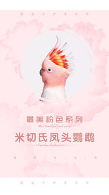 凤头鹦鹉