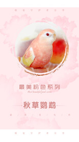 鹦鹉海报