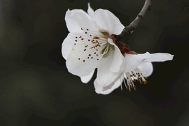 梨花