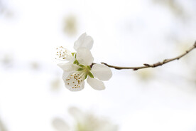梨花