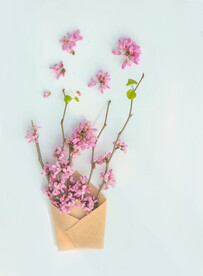 鲜花