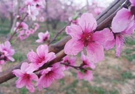 桃花