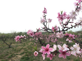 桃花